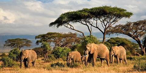 Kenya Wildlife Safari Itinerary 5 Days