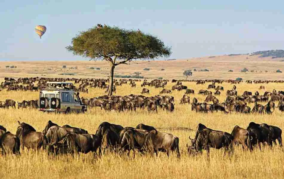 Your Guide to the Best Tour Companies in Nairobi, Kenya