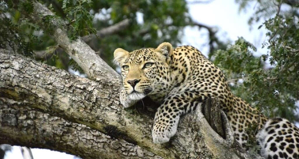 All In One Tour Packages Kenya Safaris Flights Holidays