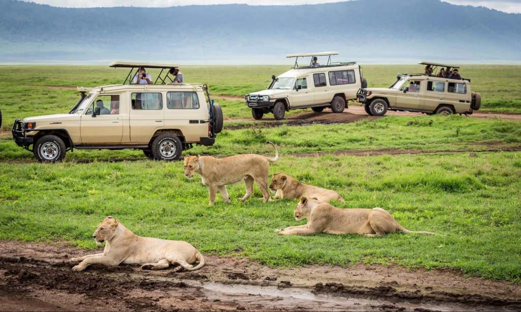 How to Plan an Affordable Kenya Safari Without Missing the Best Experiences