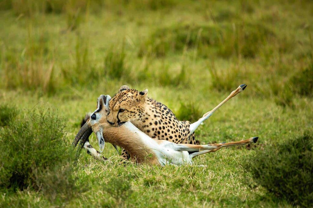 Best Time to Visit Maasai Mara for the Great Migration