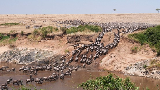 The Best Time to Visit Maasai Mara for the Great Migration