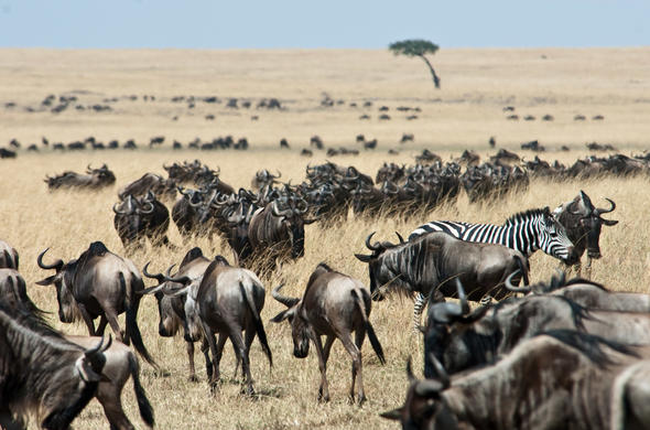 Luxury Kenya Safari Tours for Premium Travelers: Experience Africa’s Finest Wildlife Adventure